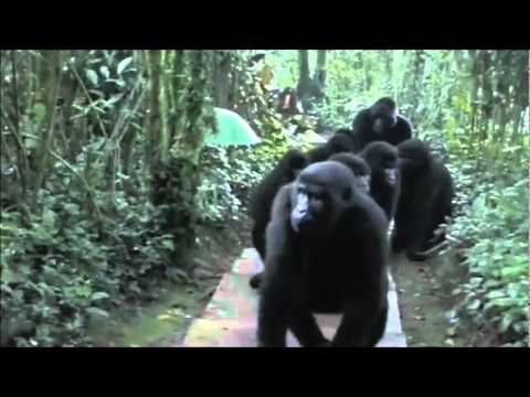 Touched by a wild mountain gorilla Touched by a wild mountain gorilla