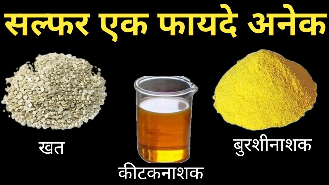सल्फरचे फायदे, प्रकार आणि वापर ll Benefits Of Sulphur in plants