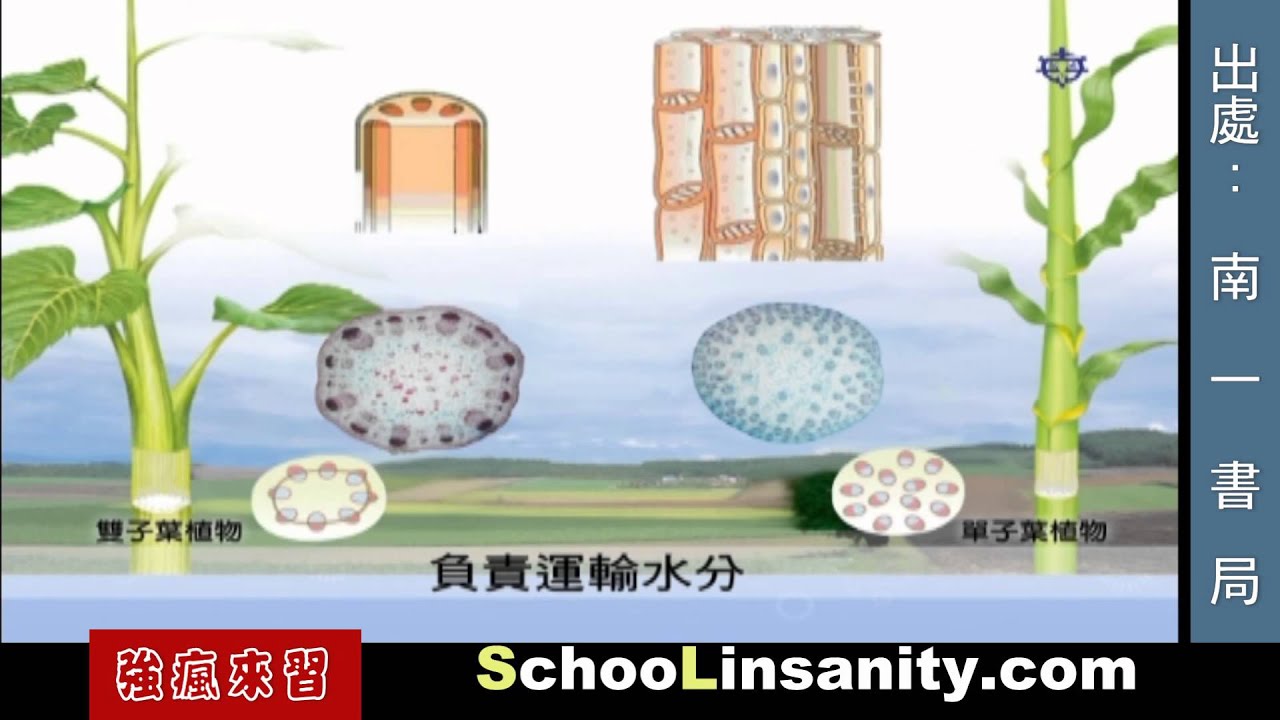 強瘋來習-國中生物04-植物莖的構造 - YouTube