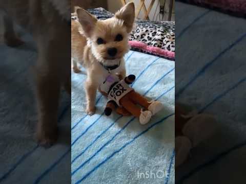 ♥️🦊🐶😂🤭🥰 #pleasesubscribemychannel #happydog #yorkielife #dogtoys