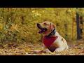 Ray Ceety Remember Official Music Video 
