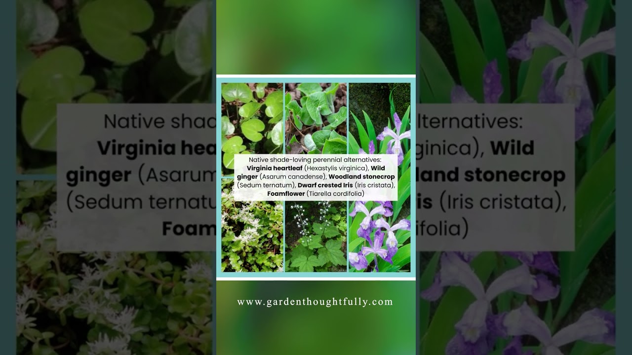 Don't Plant This Serial Killer! Native Alternatives to English Ivy🌿