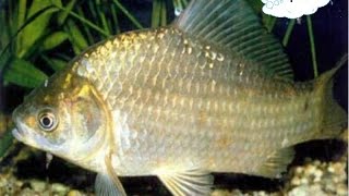 Супер уловистая снасть Соска, пробка своими руками   на карася , карпа , сазана