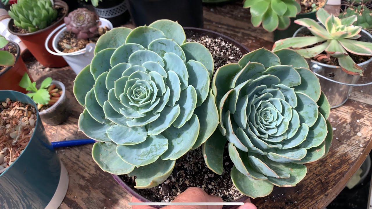 Echeveria imbricata mi experiencia con ella