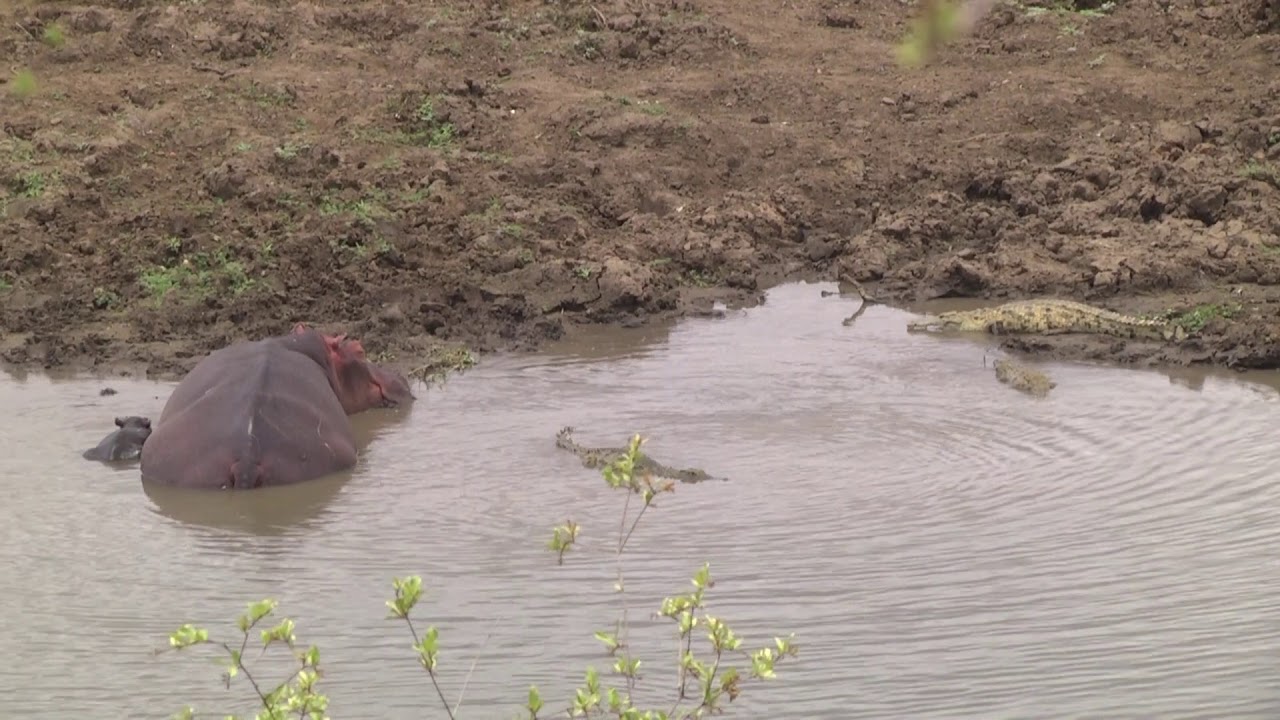 A mother Hippo, her tiny calf and Nile Crocodiles - clip 2