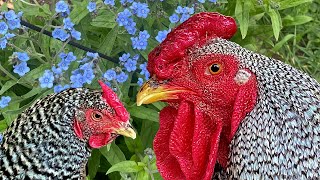 Chicken breeding pen update.