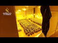 VÍDEO/Incautan más de 5.000 plantas de marihuana en Toledo