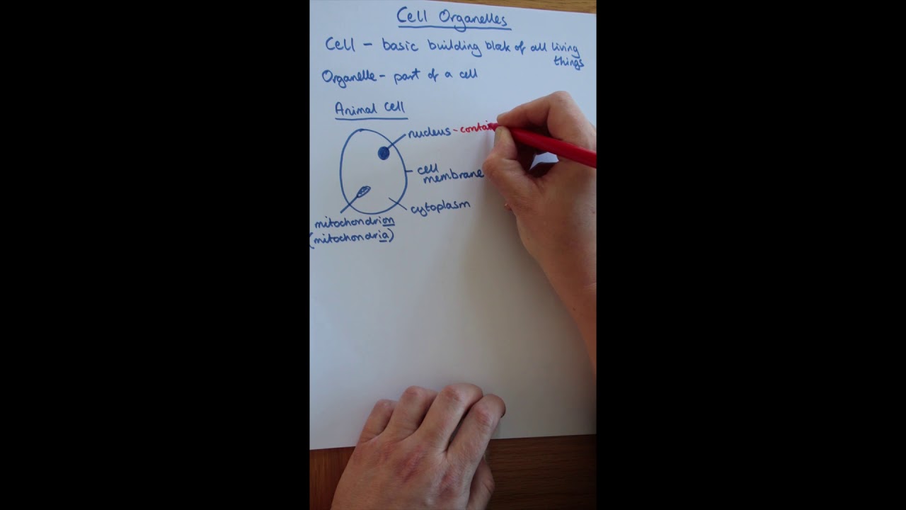 Cell Organelles - YouTube
