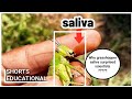 Do you know, why grasshopper saliva surprised scientists?