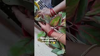 summer lo mokkalu kuda cool cool avvali mokkalu kuda fresh up avvali ga ...🪴☺️👌👍