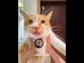 You can almost understand what this cat is saying 🐱 | Insta360 Mic Pro
