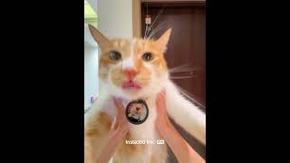 You can almost understand what this cat is saying 🐱 | Insta360 Mic Pro