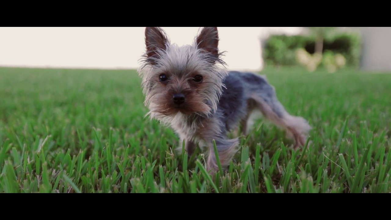 Canon EOS 5D Mark IV 5D4 5Dmk4 Test 1080p60 to 24p slow motion - YouTube