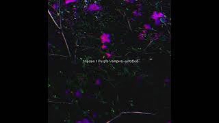 tripsain × Purple Vampire - Untitled | Dark Ambient Night Vibe
