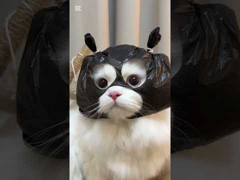 "밍키야 뭐해? 검정 비닐 쓴 고양이... 이게 뭐하는 거야? 😂🐱"