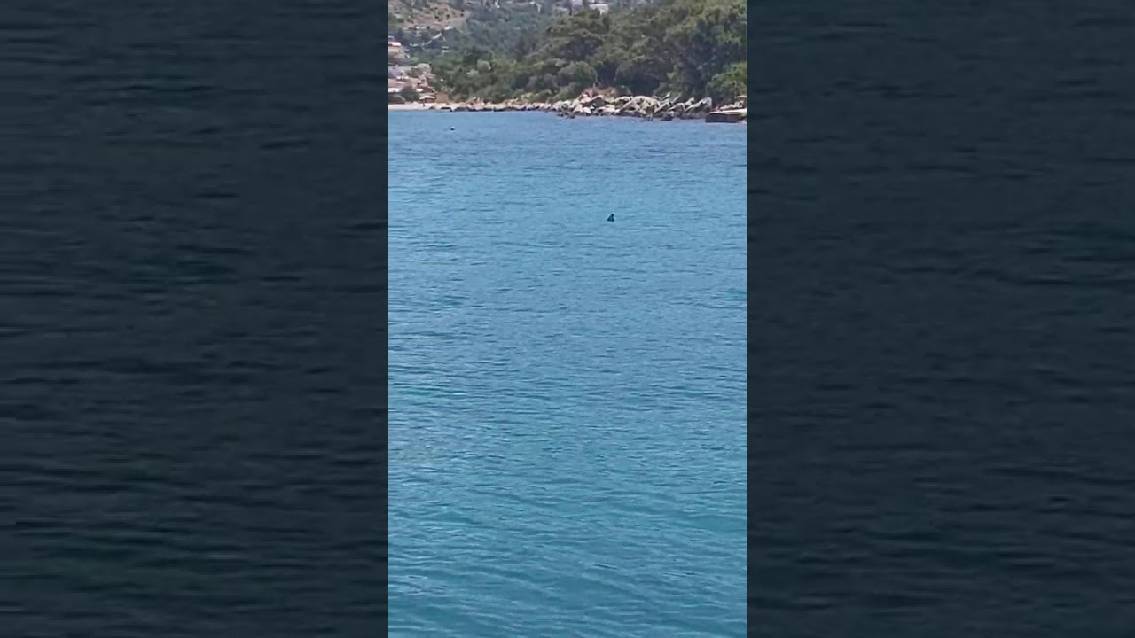 Morski pas na Copacabani 