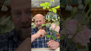 Personal growing review of English shrub rose ‘Gentle Hermione’from @david_austin_roses #gardenerben screenshot 4