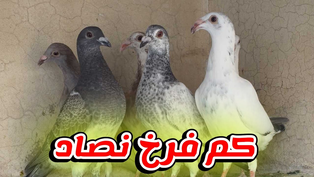 كم فرخ ضاع او نضرب من كل الفراخ وبالاخص الفراخ الصغيره