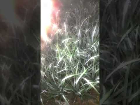 village path. paddy land. dew dropping. nature. #shortvideo