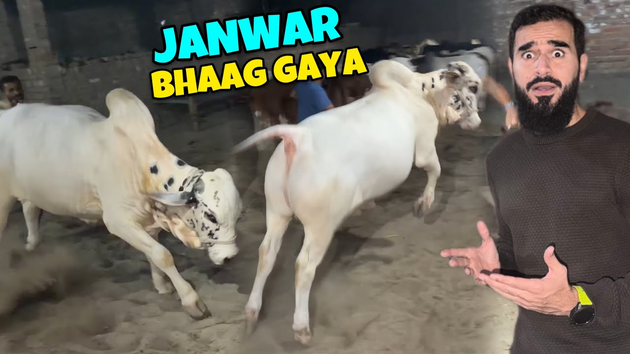 Janwar bhaag gaya rassi tor ke 😳 Bakra eid 2026 ke VIP janwar dekhne agae