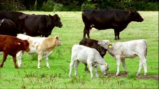 Eco Eye Series 2 - Episode 6 (2003)