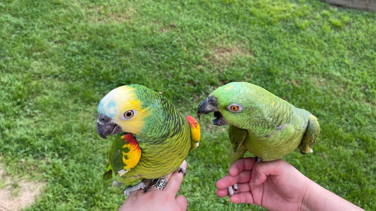 No pararas de reír con lo q Jaco le hace a Vicky/Jaco es un salvaje/no creerás lo q hace Jaco