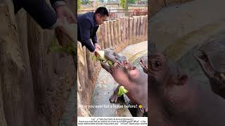 Feeding A Hippo Cabbage Makes A Happy Hippo