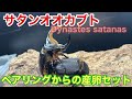 サタンオオカブトのペアリング～産卵セットを組む【飼育方法】Beetle breeding method