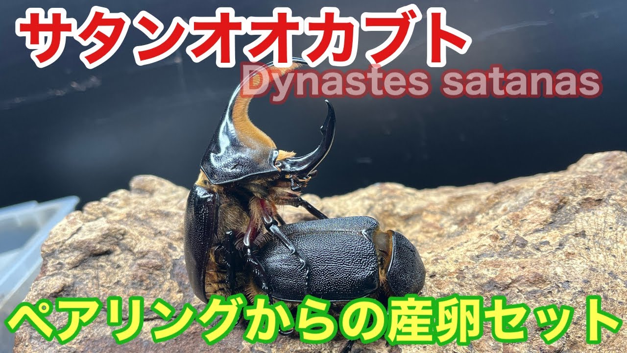 サタンオオカブトのペアリング~産卵セットを組む【飼育方法】Beetle サタンオオカブトのペアリング~産卵セットを組む【飼育方法】Beetle
