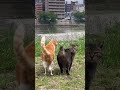 ふくちゃんの元へちゃ〜ちゃんが駆け寄って行く…。#shorts