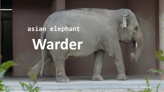 【japanese zoo】asian elephant／Warder／Higashiyama Zoo and Botanical Garden／20240506