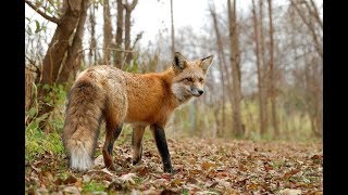 Охота на лису с подхода (Будни охотника и рыбака) Охота на лису с подхода (Будни охотника и рыбака)