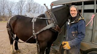 How do you know if a Harness Fits Correctly???? // Fitting a Draft Horse Harness