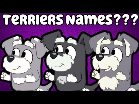 Video: Gute australische Terriernamen
