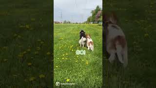Dog running race between a Cavalier King Charles Spaniel and a Klee Kai mini husky
