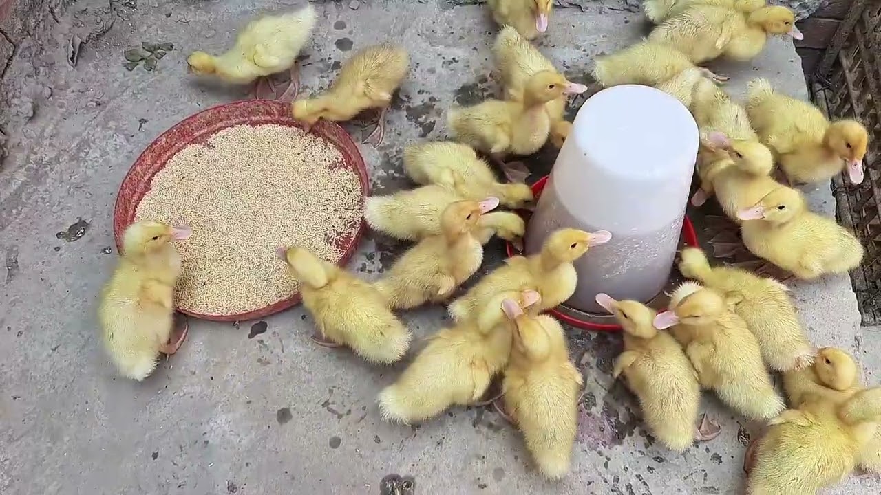 كيس بخمسة جنيه من عند العطار علاج الديدان عند البط خلال يومين