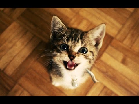 Video: Turks Busje: Foto Van Een Kat, Beschrijving Van Het Ras, Karakter En Gewoonten, Beoordelingen Van De Eigenaar, Keuze Van Een Busje Kitten
