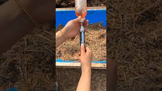 #cattlefarmer #Veterinarian administering injections and vaccines to pigs, cattle,and sheep#viral