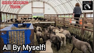 Working Alone As First Lambs Go To Market #sheepfarming #farmlife #lambs by Ewetopia Farms 1,119 views 3 days ago 27 minutes