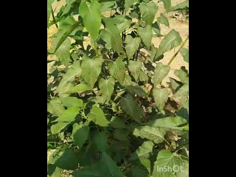 شجره ايبوميا كارنيا متحمله للحراره العاليه ومزهره