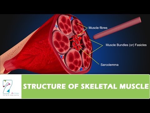 STRUCTURE OF SKELETAL MUSCLE