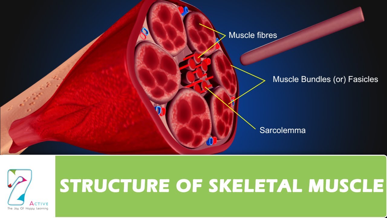 STRUCTURE OF SKELETAL MUSCLE - YouTube