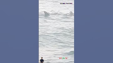 Cô gái trẻ bị cá mập tấn công khi đi tắm biển lời cảnh tĩnh cho những ai thích tắm biển