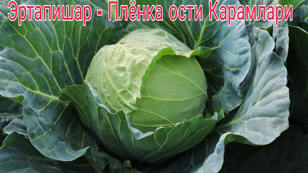 Плёнка остида Эртапишар Карам етиштириш