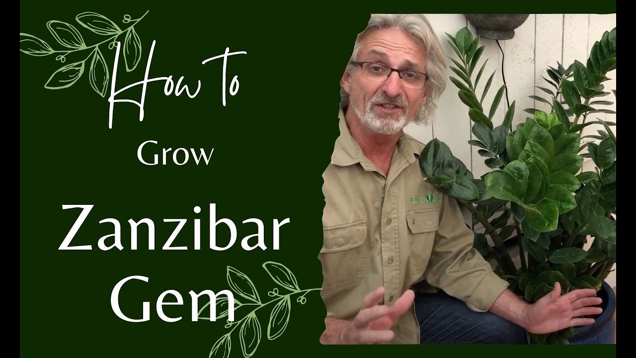 How to Grow Zanzibar Gem YouTube