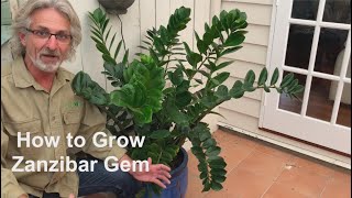 How to Grow Zanzibar Gem