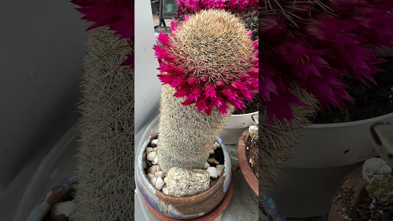 Beautiful Cactus of Different variety. With Flowers.  