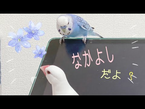 【文鳥】バナナ🍌好き❣️