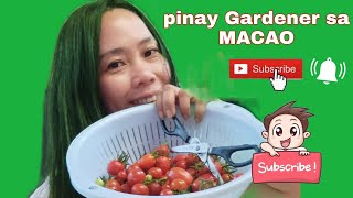 Pinay Gardener Sa Macao Harvesting From First To 9X Organic Cherry Tomatoes