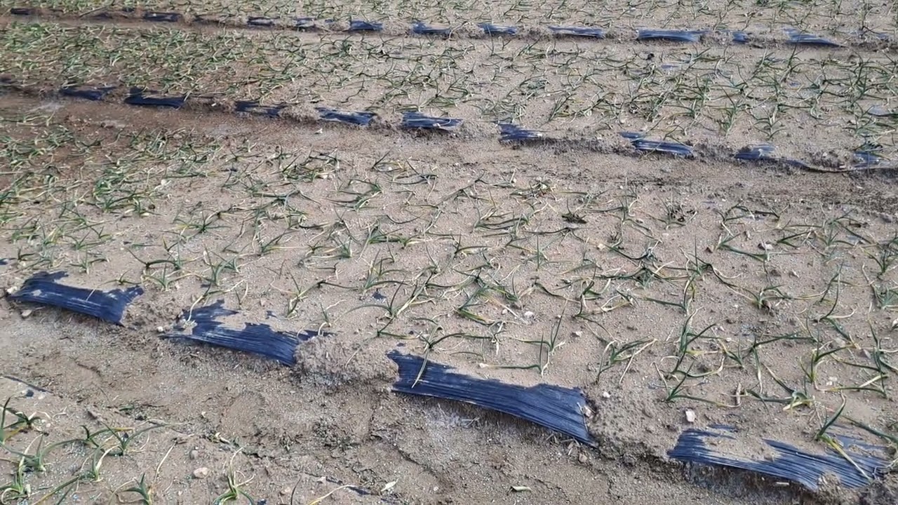 입춘이 지나고 마늘에 잠깨우기를 한발 앞서 시작합니다